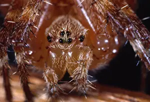 Diadematus: European Garden Spider (Araneus diadematus) por