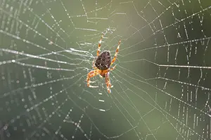 Diadematus: European Garden Spider, Cross Orbweaver, Cross