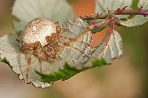 Diadematus: European Garden Spider / Cross Spider under Bramble