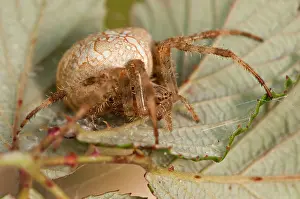Diadematus: European Garden Spider / Cross Spider under Bramble