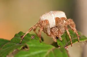 Diadematus: European Garden Spider (Cross spider) female on bramble