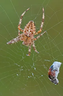 Diadematus: European Garden Spider / Cross Spider on web