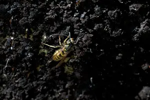 Yellowjacket: European / German Wasp / Yellowjacket