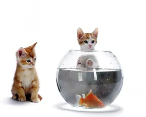 Tanks: European Ginger Cat - Kittens watching Goldfish in bowl