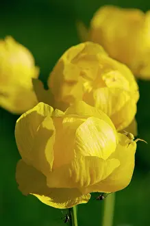 Globeflower: European Globeflower / Globe Crowfoot / Globe Flower