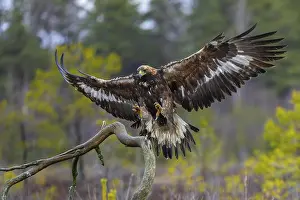 Heaths: European golden eagle (Aquila chrysaetos chrysaetos) landing on branch with spread wings in moorland