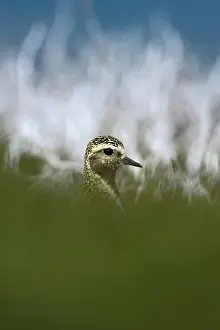 Moors: European Golden Plover