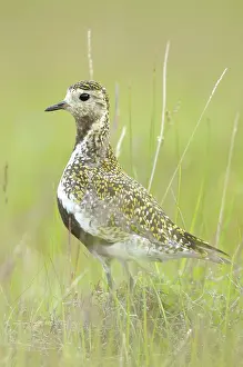 Melrakkasletta: European Golden Plover