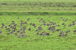 Guest: European Golden Plover