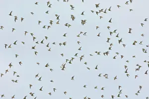 Guest: European Golden Plover