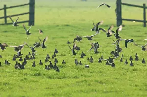 Apricaria: European Golden Plover