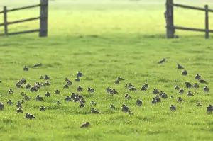 Quest: European Golden Plover
