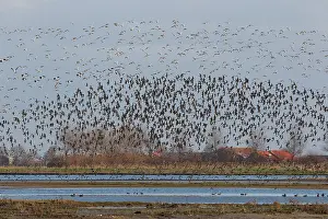 Apricaria: European Golden Plover