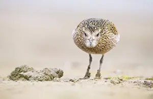Apricaria: European Golden Plover