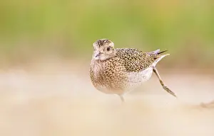Apricaria: European Golden Plover