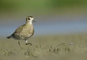 Apricaria: European Golden Plover