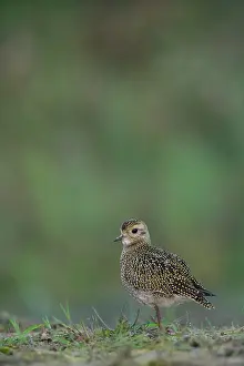 Apricaria: European Golden Plover