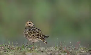 Apricaria: European Golden Plover