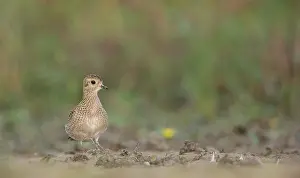 Apricaria: European Golden Plover