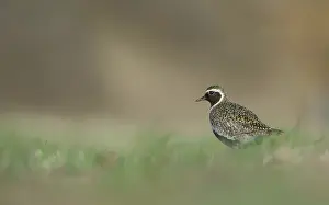 Apricaria: European Golden Plover