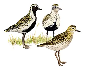Plovers: European Golden Plover