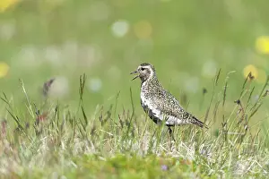 Apricaria: European Golden Plover