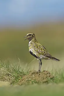 Plover: European Golden Plover