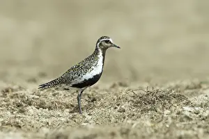 Plover: European Golden Plover (pluvialis apricaria) in