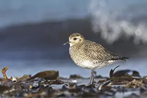 Gold: European Golden Plover (Pluvialis apricaria)