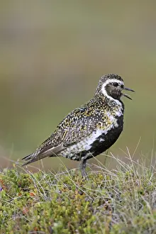 Sound: European golden plover (Pluvialis apricaria) (Charadrius apr