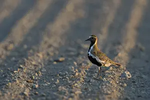 Gold: European Golden Plover (Pluvialis apricaria) perched on field