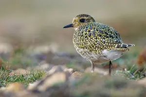 Apricaria: European golden plover (Pluvialis apricaria) - resting