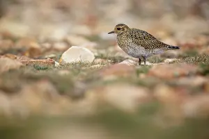 Apricaria: European golden plover (Pluvialis apricaria) - resting