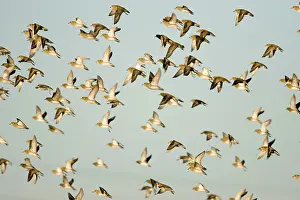 Apricaria: European Golden Plovers. Flock in flight in winter