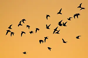 Apricaria: European Golden Plovers. Flock silhouette against