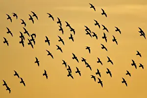 Apricaria: European Golden Plovers. Flock silhouette against
