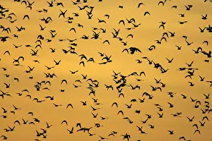 Apricaria: European Golden Plovers. Flock silhouette against