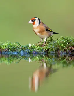Galloway: European Goldfinch