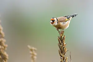 Oenothera: European Goldfinch