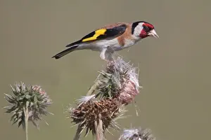 Neusiedlersee: European Goldfinch