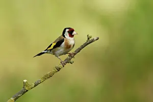 Rusenski: European Goldfinch