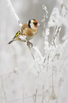 Carduelis: European Goldfinch