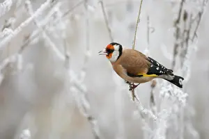 Perching: European Goldfinch