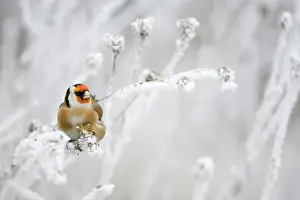 Perching: European Goldfinch