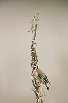Carduelis: European Goldfinch