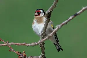 Carduelis: European Goldfinch