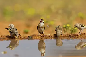 Dehesa: European goldfinch