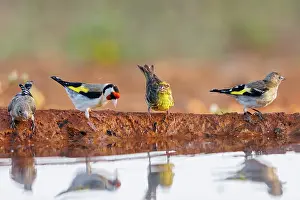 Dehesa: European goldfinch