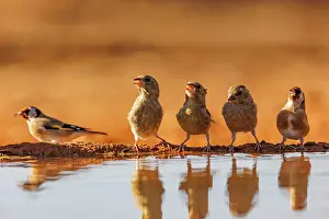 Dehesa: European goldfinch