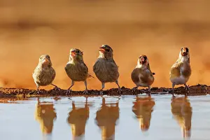 Dehesa: European goldfinch
